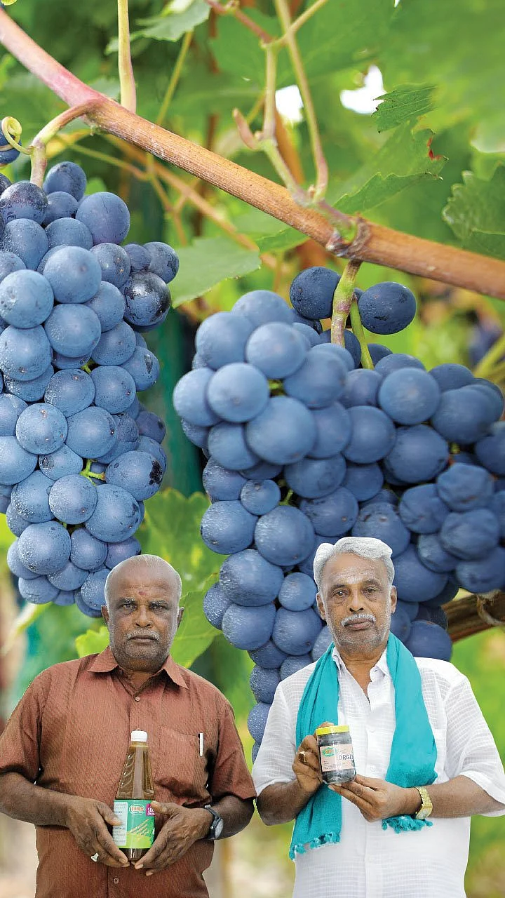 கொஞ்சம் ப்ளஸ்... நிறைய லாபம்! - தித்திக்கும் லாபம் தரும் திராட்சை!