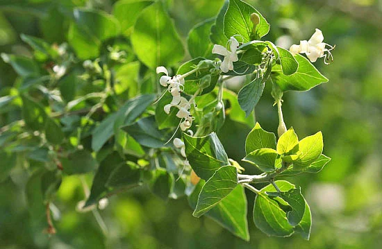 வாதமடக்கி தழுதாழை