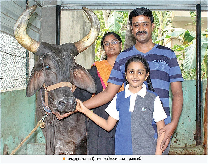 7 மாடுகள்... மாதம் ரூ. 90,000 வருமானம்...‘கார் ஷெட்’டில் மாடுகள் வளர்க்கும் ஐ.டி தம்பதி!