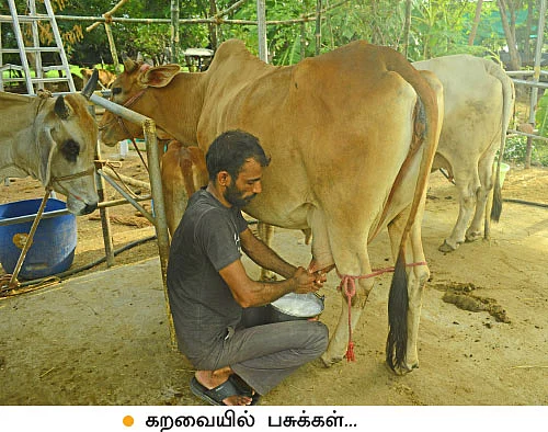 22 மாடுகள்... மாதம் ஒரு லட்சம்! பழுதில்லாமல் லாபம் கொடுக்கும் பால் பண்ணை!