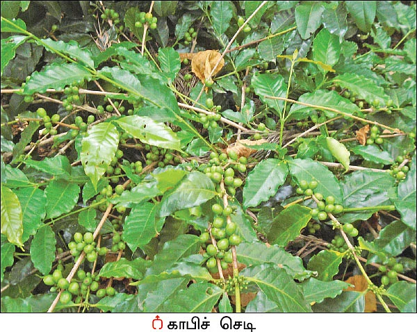 மலைக்க வைக்கும் மலை விவசாயம் - 2 ஏக்கர்... ஆண்டுக்கு ரூ 5.7 லட்சம் வருமானம்