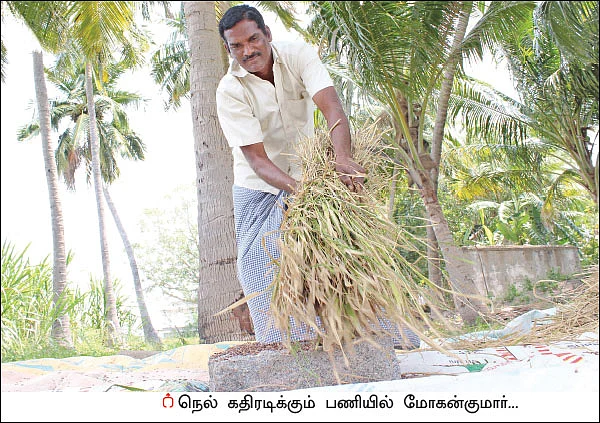 சக்காவோ பாரிட்டன்... - சமவெளியிலும் விளையும் மலைப் பிரதேச நெல்!