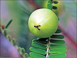 மாயா டீச்சரின் மந்திரக் கம்பளம் !