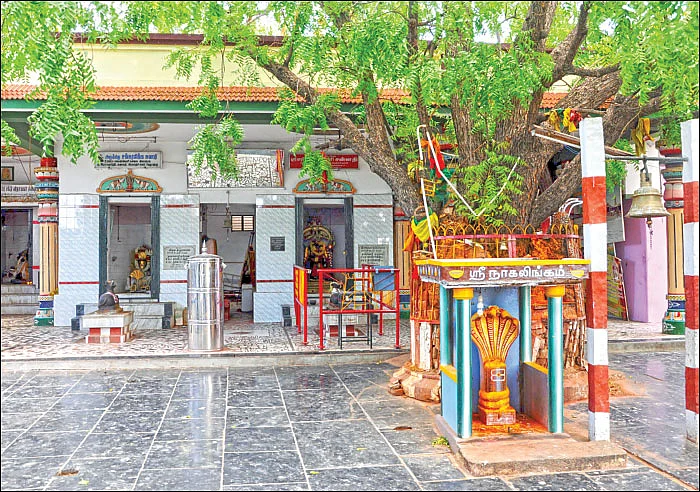 வேப்ப மரத்தில் எழுமிச்சைத் தொட்டில்! - பிள்ளை வரம் அருளும் பிரார்த்தனை