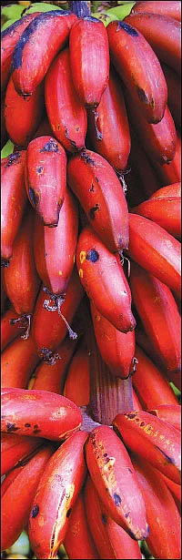 சுறுசுறுப்புக்கு உதவும் செவ்வாழை