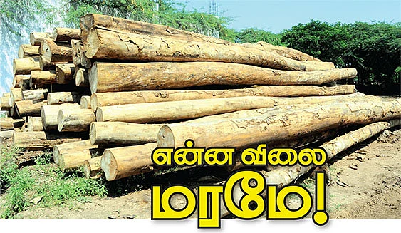 என்ன விலை மரமே !