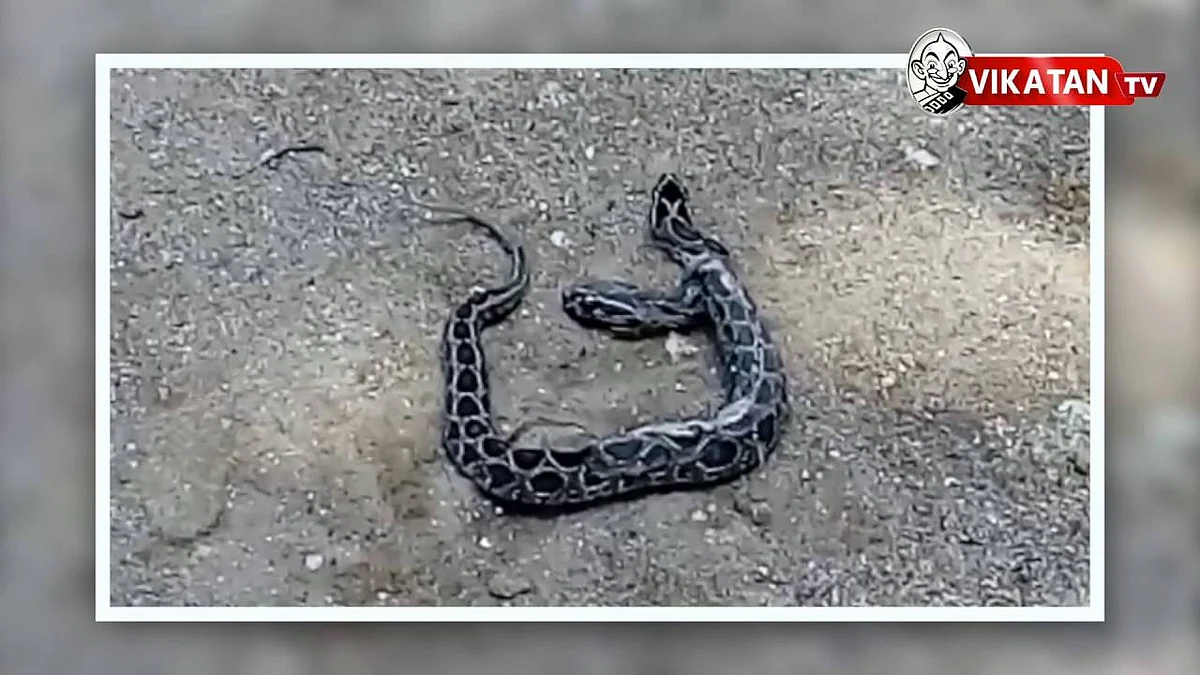 Two headed snake found in Salem