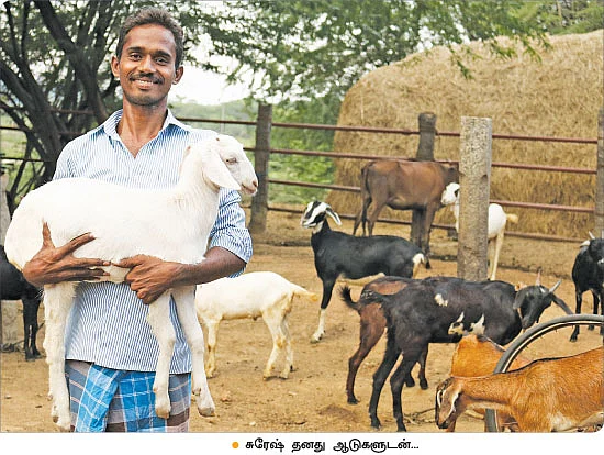 ஆடு வளர்ப்பில் அற்புத லாபம்!