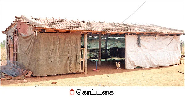 நம்பிக்கை தரும் நாட்டுக்கோழி வளர்ப்பு! - 25 சென்ட் நிலம்... ஆண்டுக்கு ரூ 3 லட்சம்