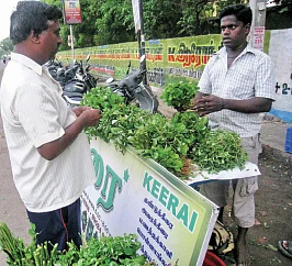 கீரை அட்டை... மதுரையைக் கலக்கும் 'மாத்தி யோசி’ பிசினஸ்!