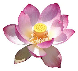 நவகிரக வழிபாடு - எளிய பரிகாரங்களுடன்...