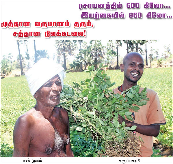 முத்தான வருமானம் தரும் சத்தான நிலக்கடலை !