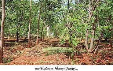 முருங்கை மல்லிகை வெண்தேக்கு மணக்குது மகா கூட்டணி...