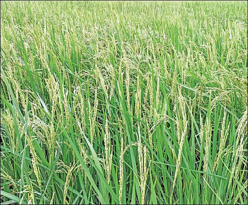இன்னொரு சதுரங்க வேட்டையா? - உஷார்... உஷார்!