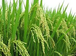 மரபணு மாற்று விதைகளும்... மாய்மால விஞ்ஞானிகளும்!