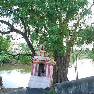 மரத்துக்கும் மரத்துக்கும் கல்யாணம்!