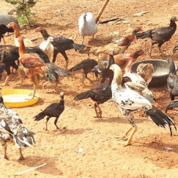 நம்பிக்கை தரும் நாட்டுக்கோழி வளர்ப்பு! - 25 சென்ட் நிலம்... ஆண்டுக்கு ரூ 3 லட்சம்