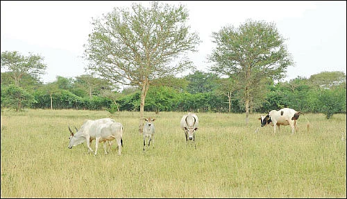 பஞ்சகவ்யா! - 21 - விளைச்சலைக் கூட்டும் ‘பஞ்சாமிர்த’ பஞ்சகவ்யா!