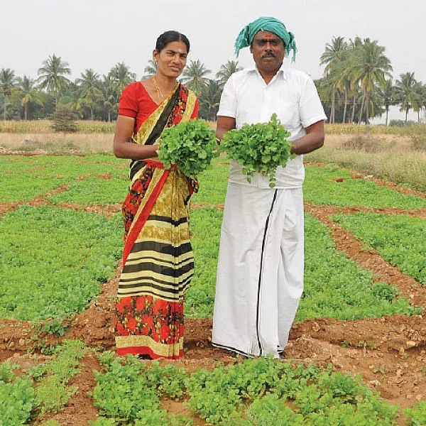 வளமான வருமானம் தரும் கொத்தமல்லி!