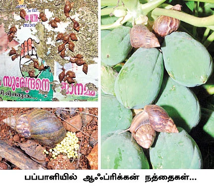 அய்யோ,ஆஃப்ரிக்கன் நத்தைகள் !