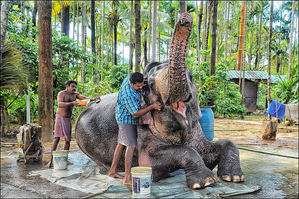 “யானைதான் எங்க பெட் அனிமல்!”