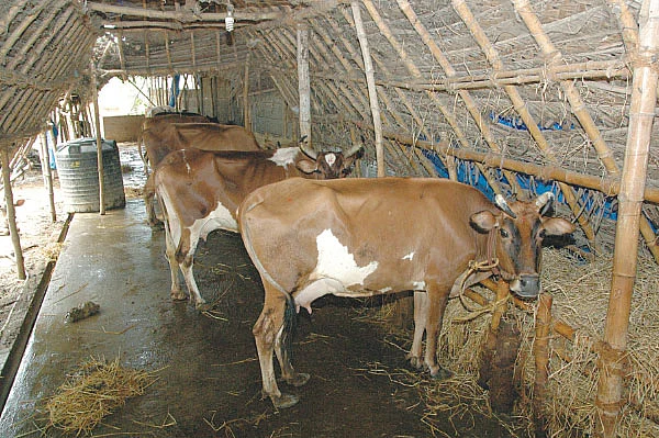 சித்தமெல்லாம் சித்தமல்லி - 7!