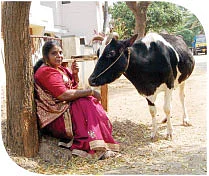 'கோமாதா'க்களைக் காக்கும் குலமாதா !