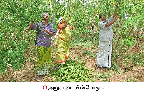 முத்தான வருமானம் கொடுக்கும் முருங்கை!