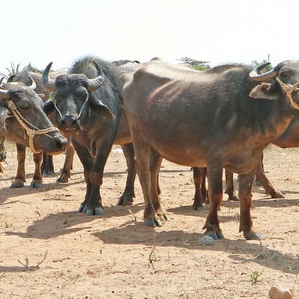 புரஜோஸ்டிரான் பஞ்சு... ஆடு, மாடுகளைச் சினைக்கு வர வைக்கும் தொழில்நுட்பம்!