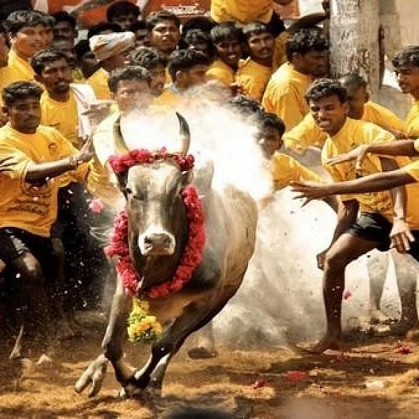 `தேன் கூட்டை கலைக்கத்தான் தீயைப் பற்றவைத்தோம்!’ - ஜல்லிக்கட்டு விசாரணையில் போலீஸார் தகவல்