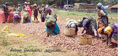 மழையைப் பொறுத்து பாசனம்... விலையைப் பொறுத்து விற்பனை !