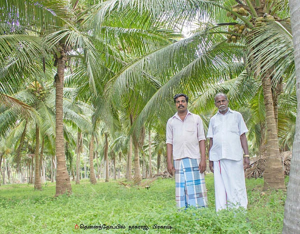தெம்பான வருமானம் கொடுக்கும் தென்னை...