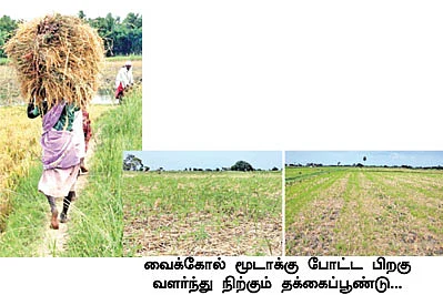 தொழுவுரத்துக்குப் பதிலாக... வைக்கோல் உரம் !