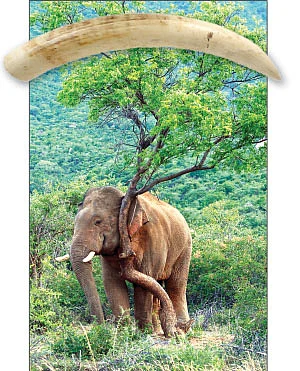 யானைகளைக் காக்கும் பெண் சிங்கம்!