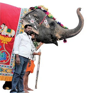 விழாக் காலம்... திருவிழாக் கோலம்!