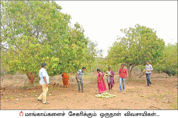 ஒரு நாள் விவசாயி! பருவம் - 2 - மா சாகுபடி, ஆண்டுக்கு ரூ 20 லட்சம் - நேரடி விற்பனையில் நிறைவான வருமானம்!