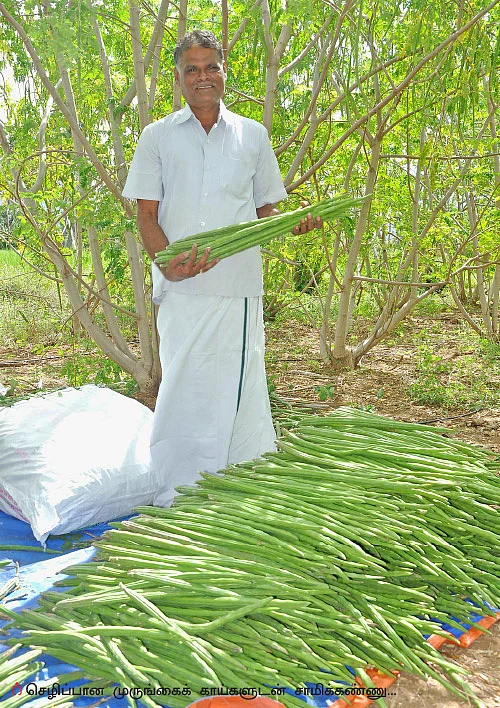 முத்தான வருமானம் கொடுக்கும் முருங்கை!