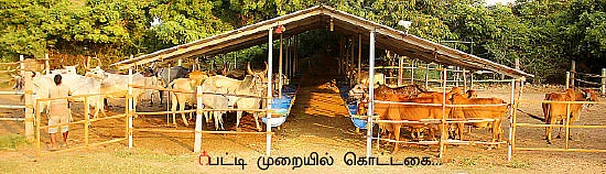 26 மாடுகள்... ஆண்டுக்கு ரூ12 லட்சம் லாபம்!