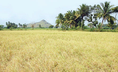 ஏக்கருக்கு ரூ.60 ஆயிரம்...