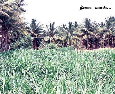 தீவன வங்கி....