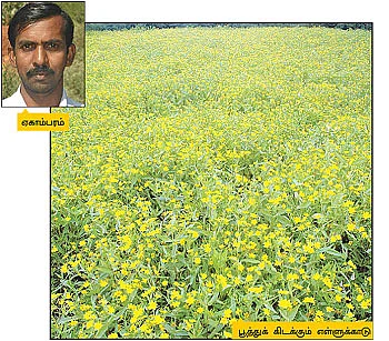 மலைக்க வைக்கும் மானாவாரி மலைவாழை...