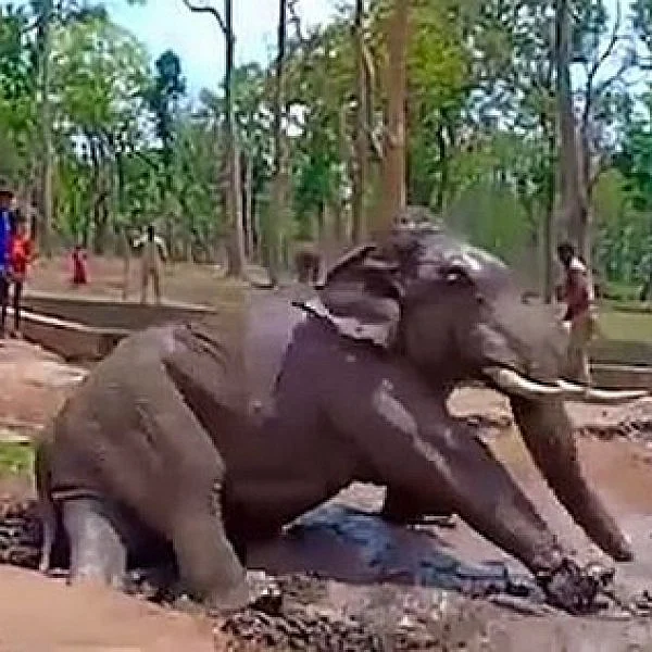 மாரடைப்பால் உயிருக்குப் போராடிய யானை துரோணா... அலட்சியத்தால் பரிதாப பலி