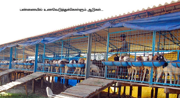 தலைச்சேரி... சிரோஹி... போயர்... 4 ஆண்டுகளில் 50 லட்சம்...