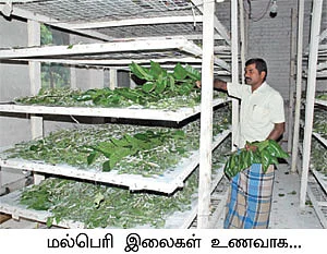 இணையற்ற லாபம் தரும் இயற்கை மல்பெரி!