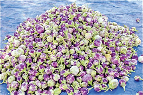 கத்திரிக்காய்... நல்ல மகசூல் எடுக்க எளிய தொழில்நுட்பங்கள்..!