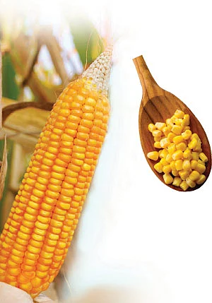 மக்காச் சோளத்தை மறக்கலாமா?