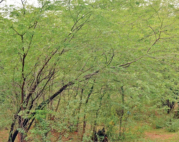 சிவகங்கை சீமை... சீமைக் கருவேல சர்ச்சை!