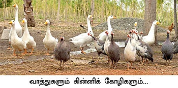 ஒப்பற்ற வருமானம் கொடுக்கும் ஒருங்கிணைந்த பண்ணையம்...