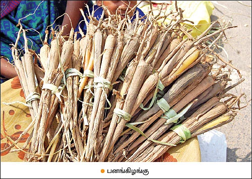 தமிழகத்தில் பெருகி வரும் யாழ்ப்பாணப் பனை!
