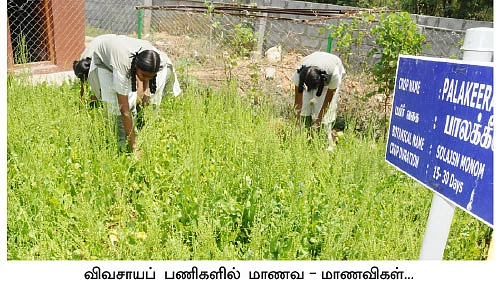 காய்கறி வளர்ப்பு...